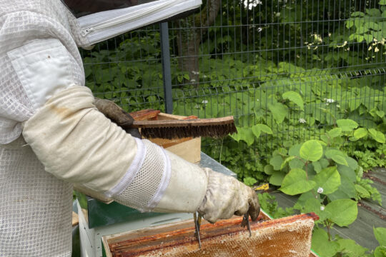 Première récolte pour les ruches de l’OPAL